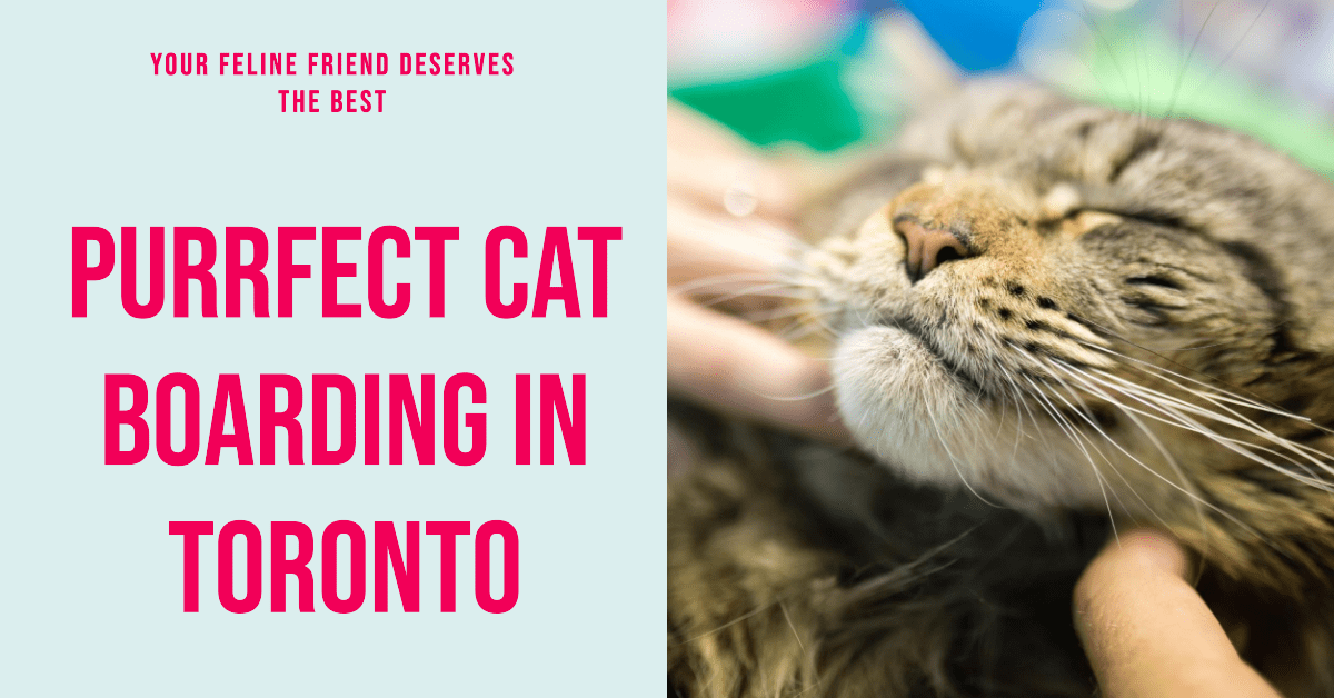 Best Cat Boarding In Toronto (2024)