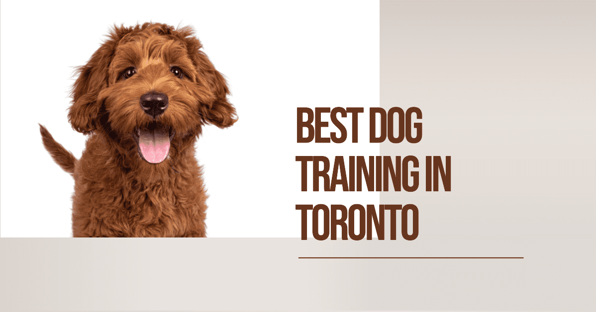 best dog training in toronto