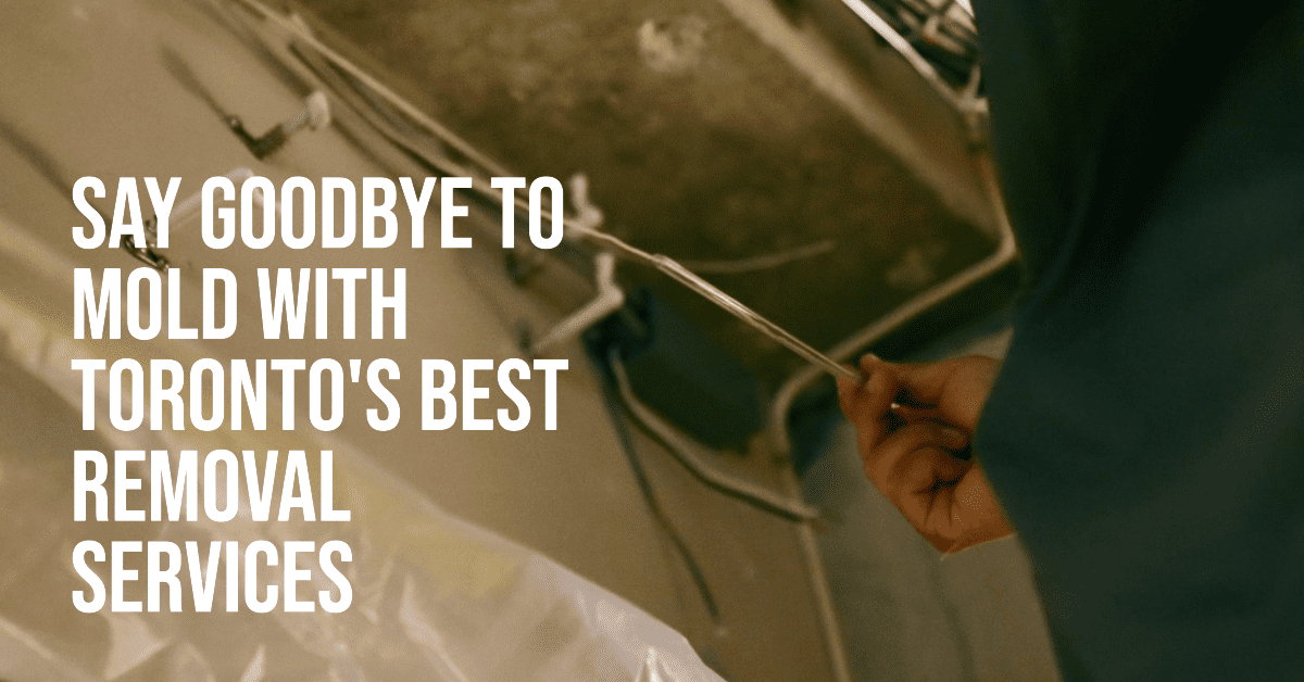 best mold removal services in toronto