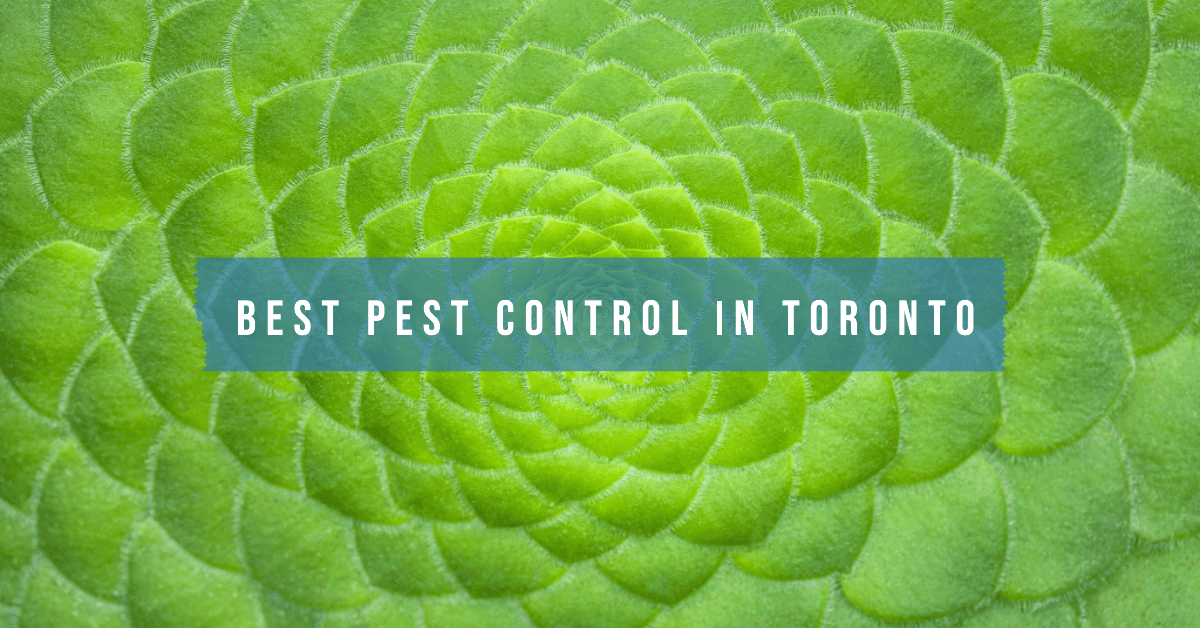Best Pest Control In Toronto