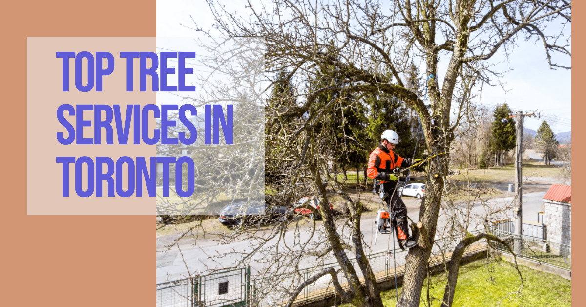 Best Tree Services In Toronto