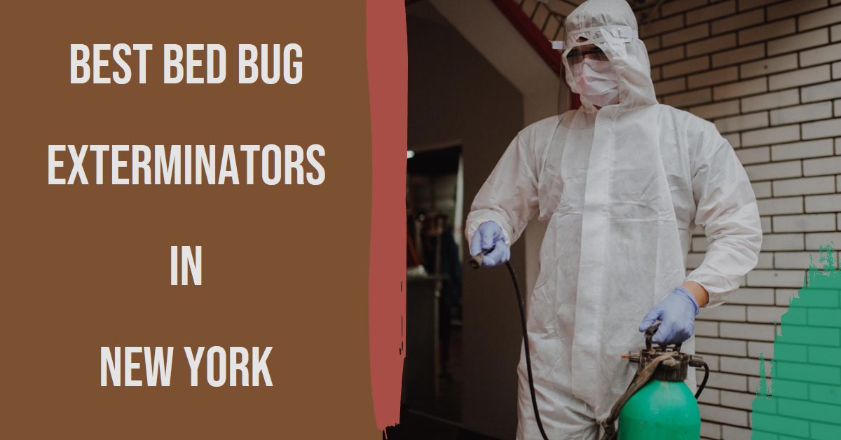 Best Bed Bug Exterminators In New York (2024)