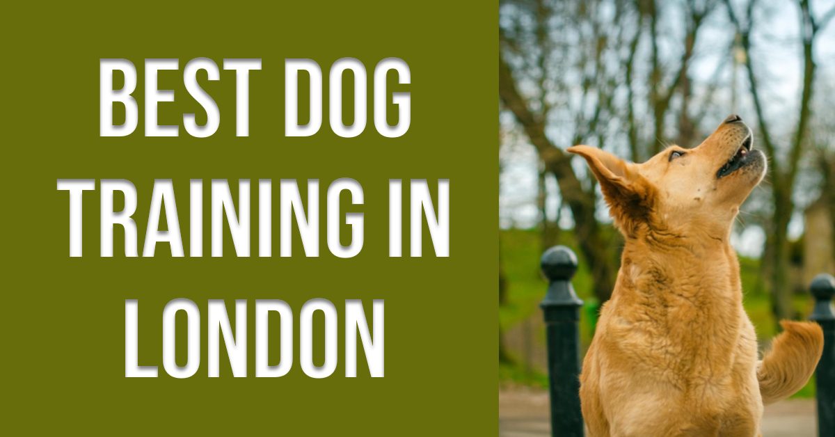 Best Dog Training In London