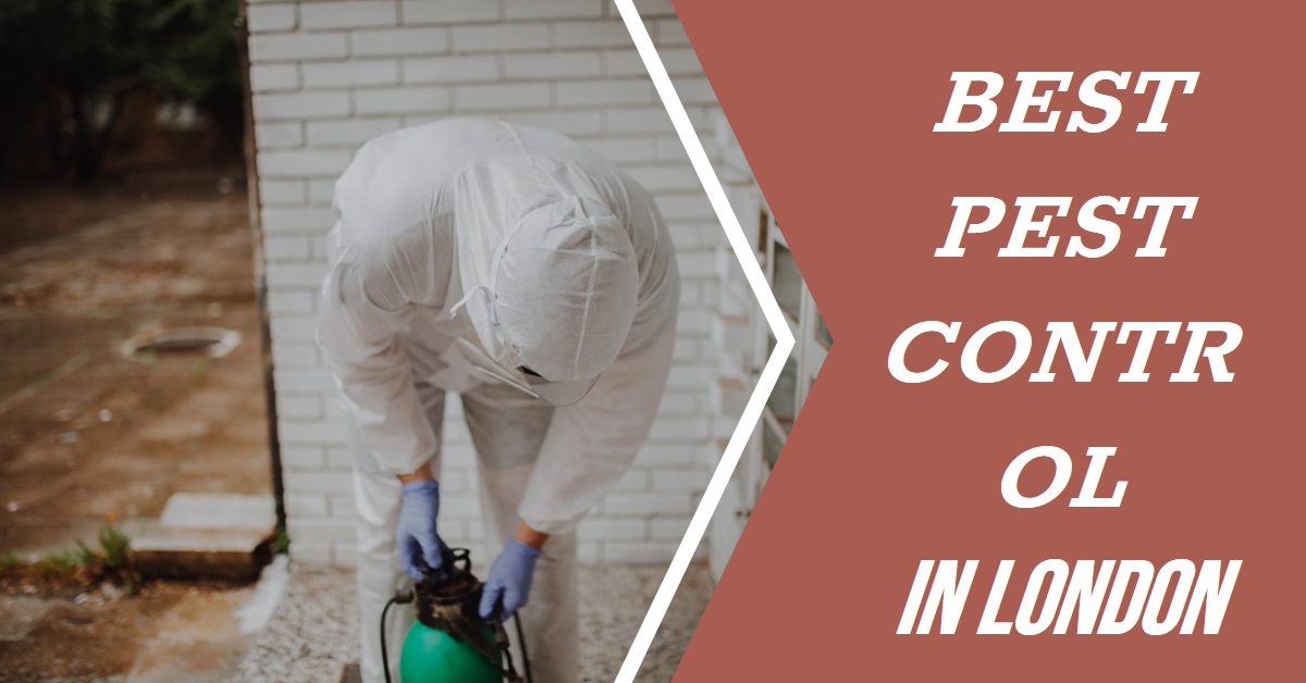 Best Pest Control In London (2024)