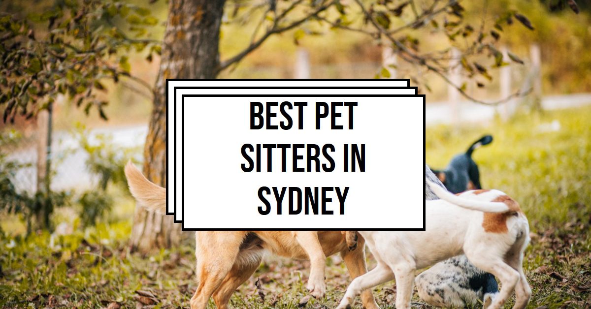 Best Pet Sitters In Sydney (2024)