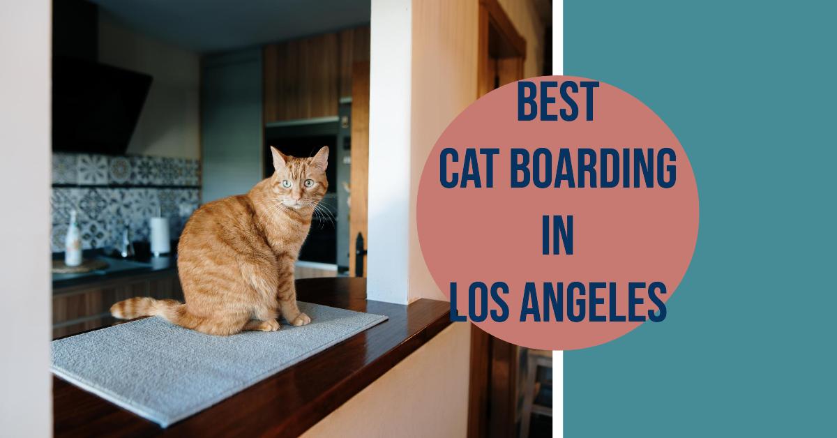 5 Best Cat Boarding In Los Angeles (2024)