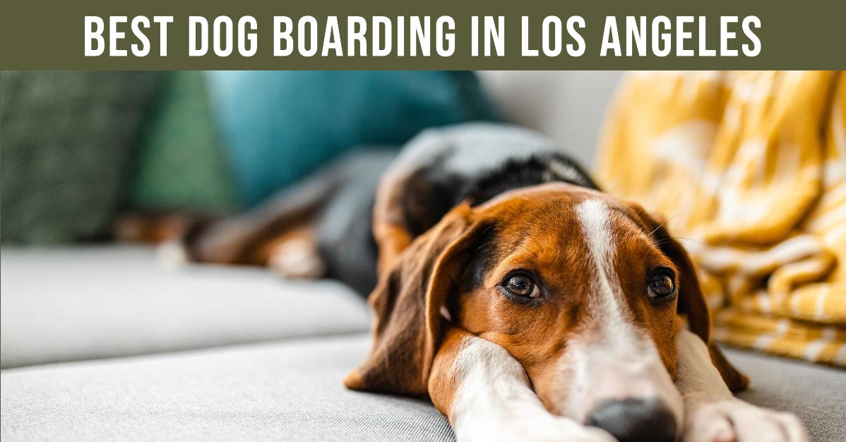 5 Best Dog Boarding In Los Angeles (2024)