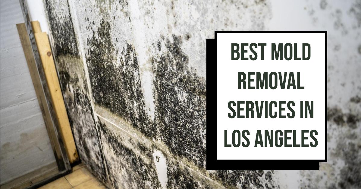 Best Mold Removal Services In Los Angeles