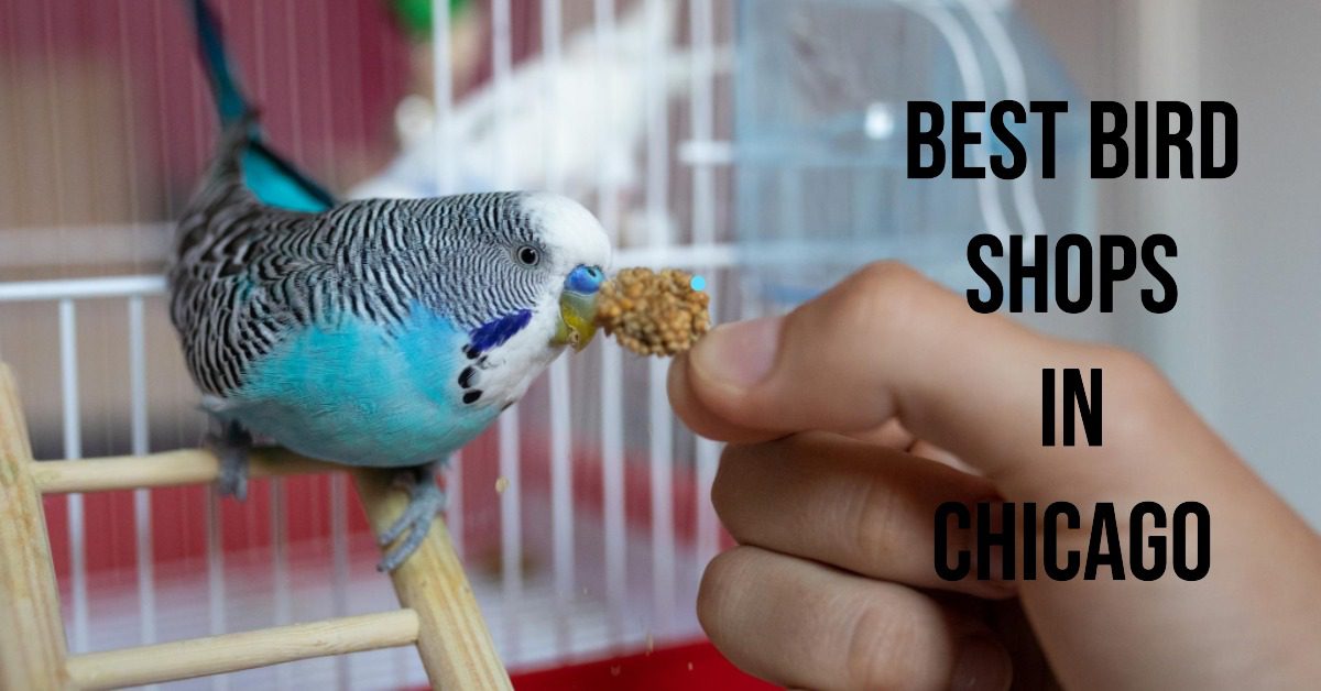 5 Best Bird Shops In Chicago (2024)