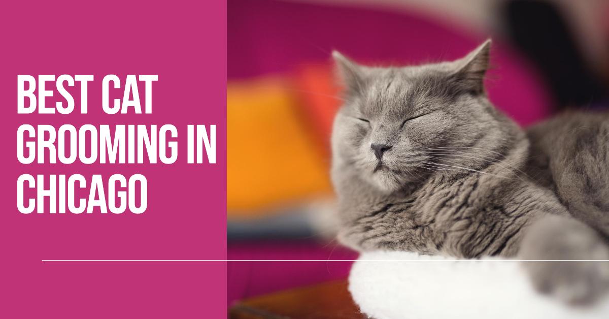 5 Best Cat Grooming In Chicago (2024)