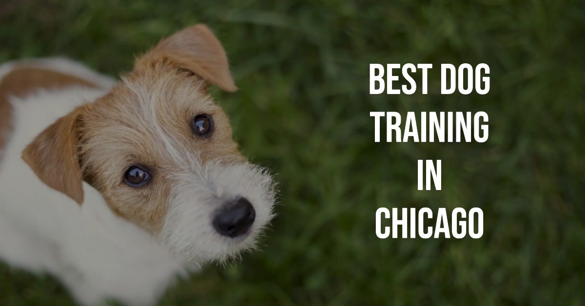 Best Dog Training In Chicago