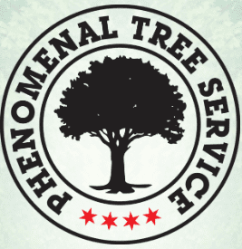 phenomenal tree service
