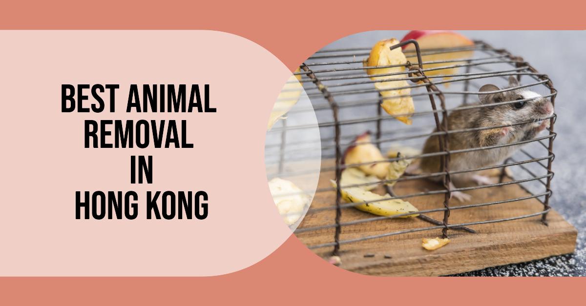 Best Animal Removal In Hong Kong