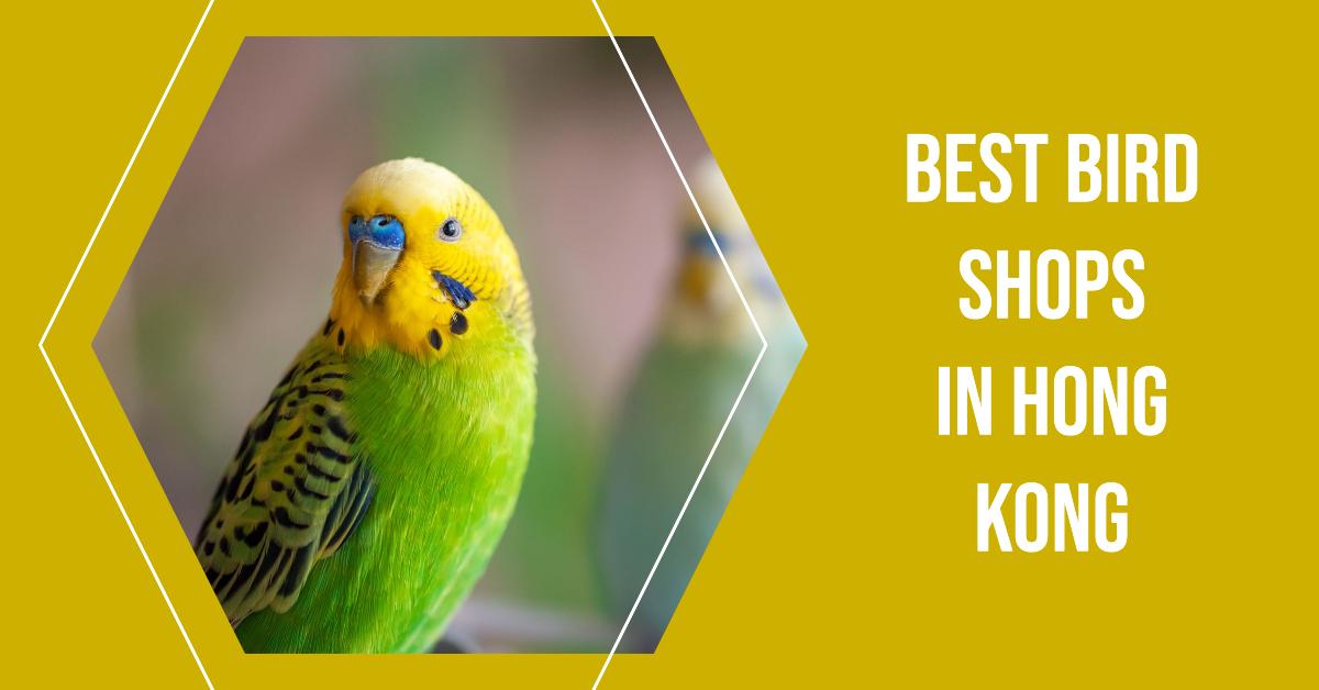 Best Bird Shops In Hong Kong