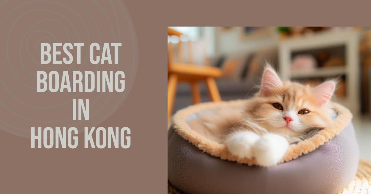 Best Cat Boarding In Hong Kong