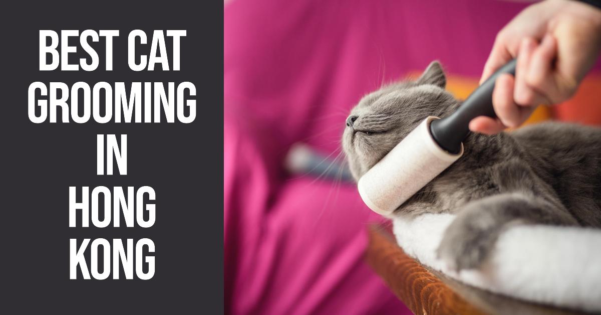 Best Cat Grooming In Hong Kong