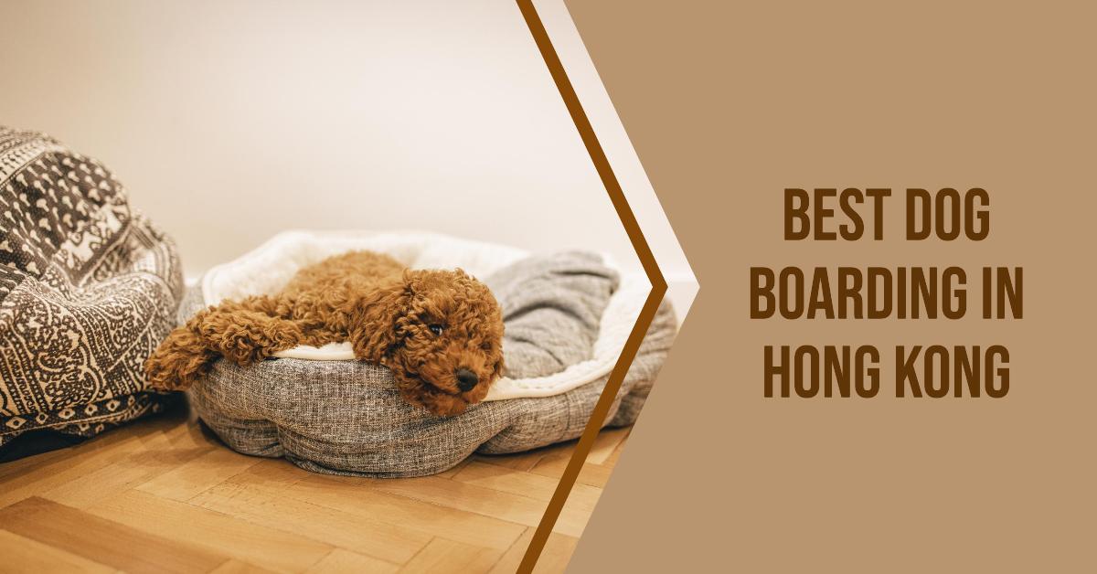 Best Dog Boarding In Hong Kong