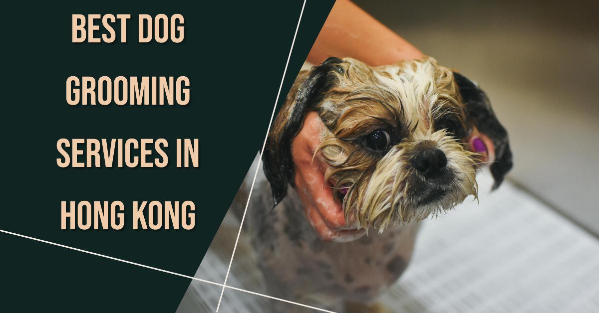 Best Dog Grooming Services In Hong Kong