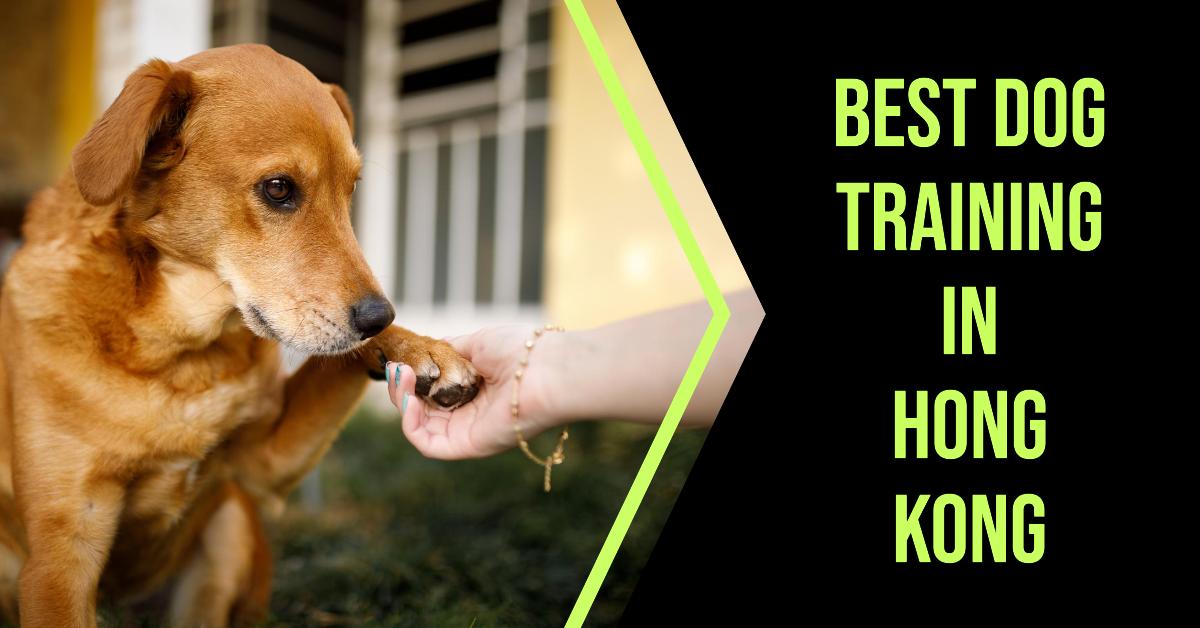 Best Dog Training In Hong Kong