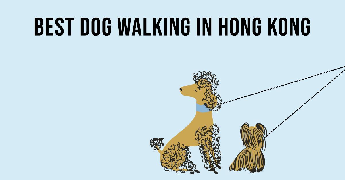 Best Dog Walking In Hong Kong