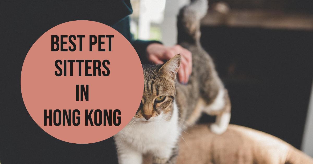 Best Pet Sitters In Hong Kong
