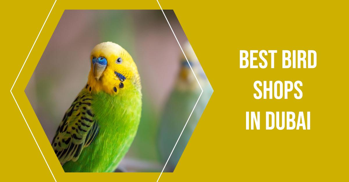 Best Bird Shops In Dubai