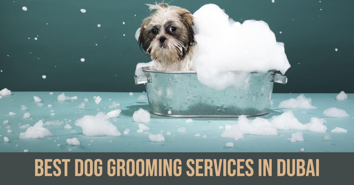 Best Dog Grooming Services In Dubai