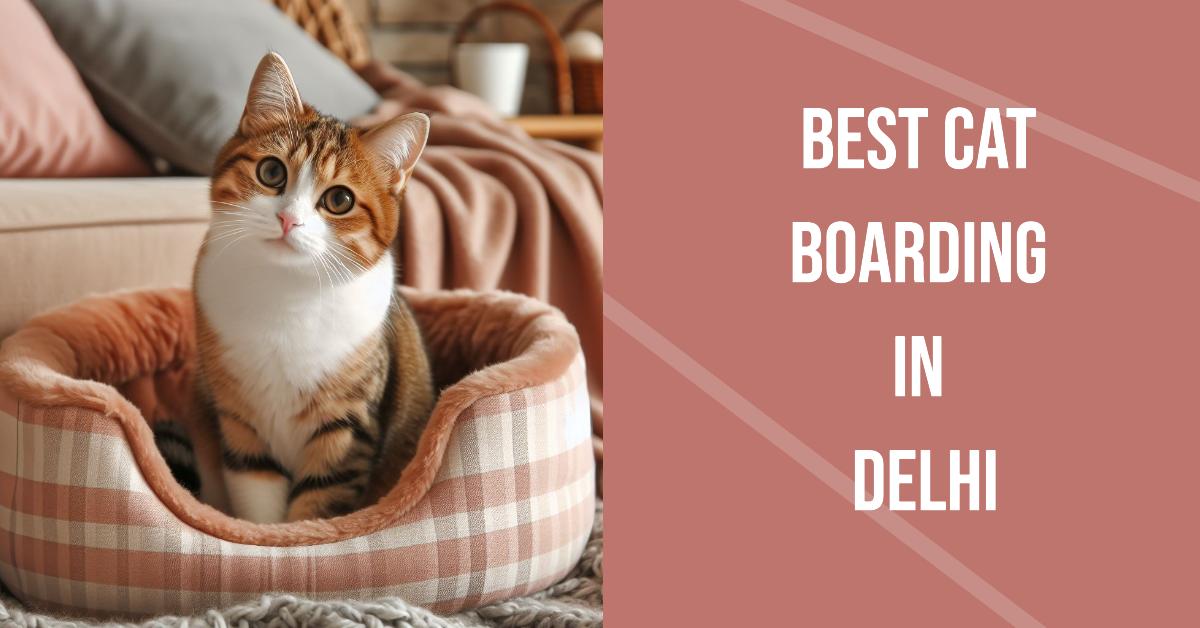 Best Cat Boarding In Delhi