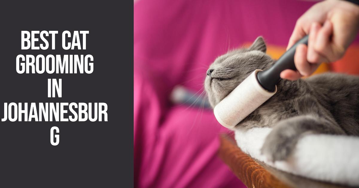 Best Cat Grooming In Johannesburg