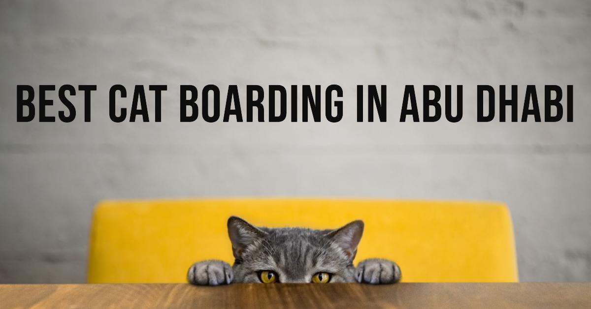 Best Cat Boarding In Abu Dhabi